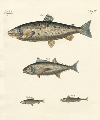 奇妙な取引魚 作： German School