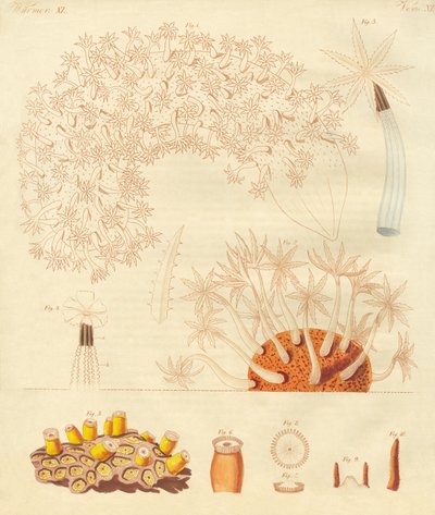 奇妙な虫、zoophytes（彩色彫刻 作： German School