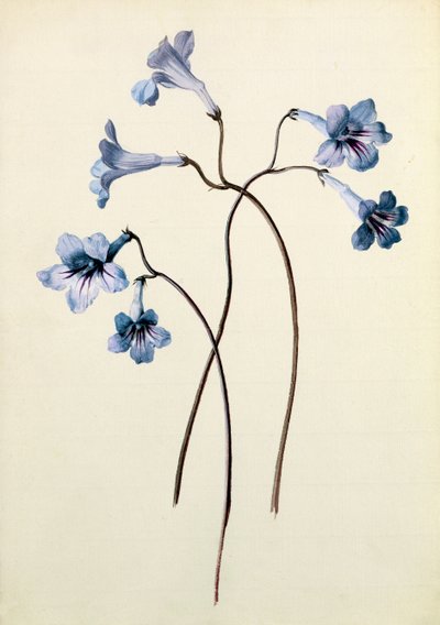 Streptocarpus、1790年頃（紙にトイレ） 作： German School