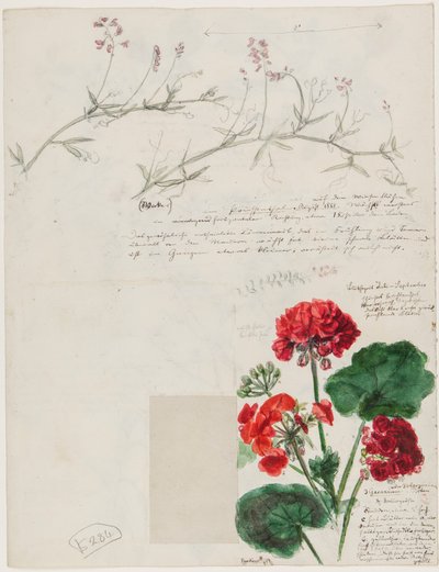 ローマとパンコウで作られた植物と人物の研究、ベルリン、1868 作： German School
