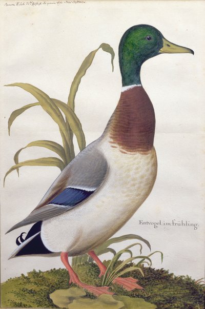 マガモの研究、1790年頃（紙にガッシュを塗ったトイレ） 作： German School