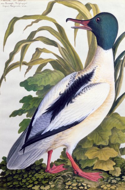 マガモの研究、1790年頃（紙にガッシュを塗ったトイレ） 作： German School