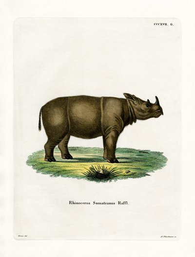 Sumatran Rhinoceros (カラー・エングレービング) 作： German School