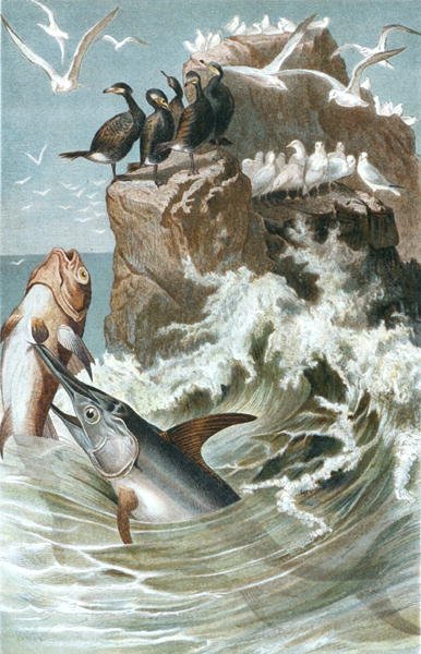Brehms Tierleben "の "Swordfish "のプレート。Allgemeine Kunde des Tierreichs", vol.8, p.78 (Bibliographis Institut発行) 作： German School