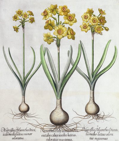 Tazetta Narcissi、Hortus Eystettensis、Basil Besler（1561-1629）、パブ。 1613（手描きの彫刻） 作： German School