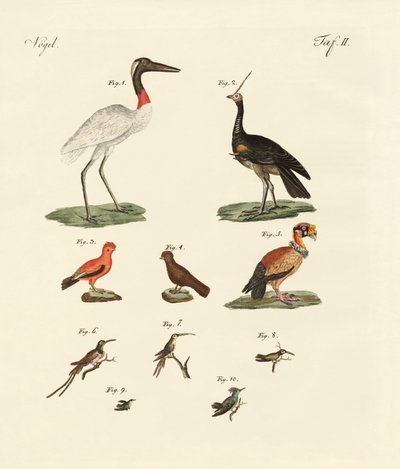 10羽のアメリカの鳥 作： German School
