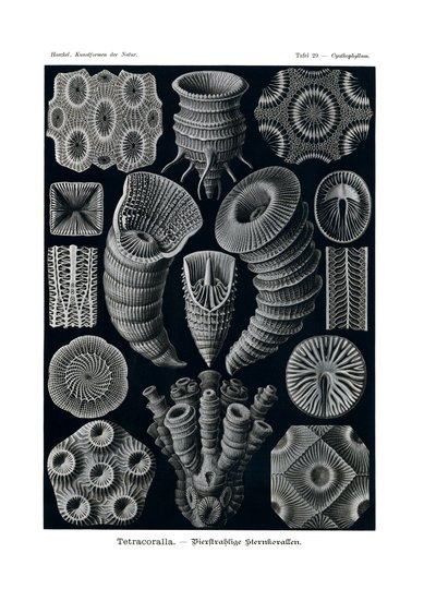 Tetracoralla、1899-1904 作： German School