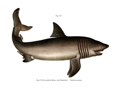 The Basking Shark（カラーリトグラフ 作： German School