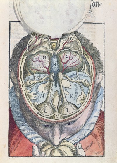 脳は、1583年にドレスデンで出版されたGeorg Bartisch（1535-1636）によるOphthalmodouleiaから（色付きの木版画） 作： German School