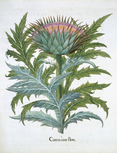カルトゥーン、バジルベスラー（1561-1629）によるHortus Eystettensisのパブ。 1613（手描きの彫刻） 作： German School