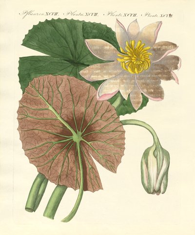 本物のハスの植物 作： German School