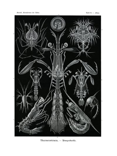 Thoracostraca、1899-1904 作： German School