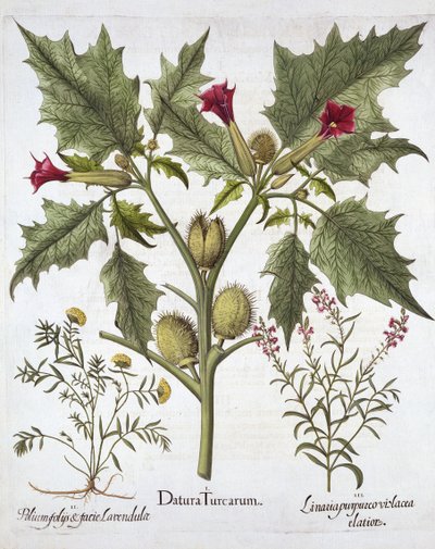 ソルトアップル、ジャーマンダー、パープルトードフラックス、Hortus Eystettensis、バジルベスラー（1561-1629）、パブ。 1613（手塗りの彫刻） 作： German School