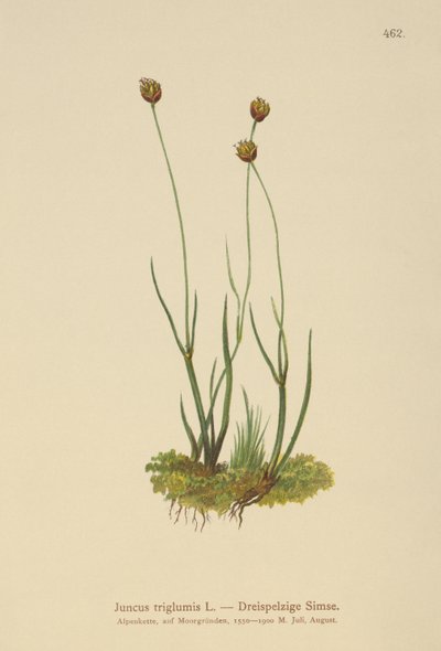 3殻のラッシュ（Juncus triglumis） 作： German School