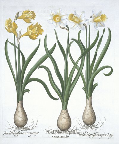 Hortus Eystettensisからの3つのPseudo-Narcissi、Basil Besler（1561-1629）pub。 1613（手描きの彫刻） 作： German School