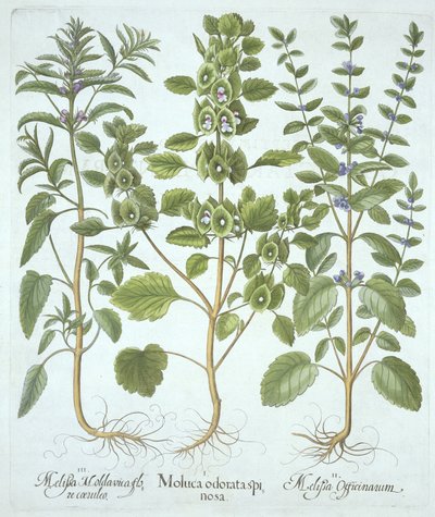 Hortus Eystettensisからの3種類のバーム、Basil Besler（1561-1629）、パブ。 1613（手塗りの彫刻） 作： German School