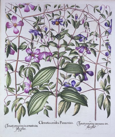 Hortus Eystettensisからの3種類のクレマチス、Basil Besler（1561-1629）、パブ。 1613（手塗りの彫刻） 作： German School