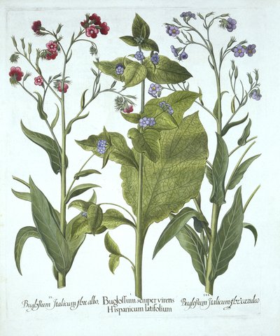 Hortus Eystettensisのバグロベスラー（1561-1629）による3種類のバグロス。 1613（手塗りの彫刻） 作： German School