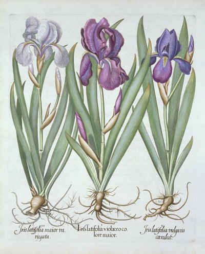 Basil Besler（1561-1629）pubによるHortus Eystettensisからの3種類の根茎のひげを生やしたアイリス。 1613 作： German School