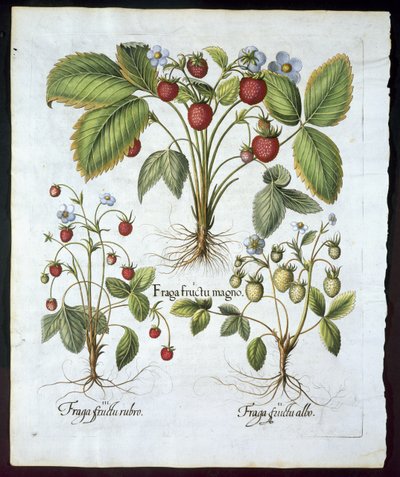 3つの品種のイチゴ、プレート116、1613年のバジルベスラー（1561-1629）のパブによるHortus Eystettensisからのパブ（手描きの彫刻） 作： German School
