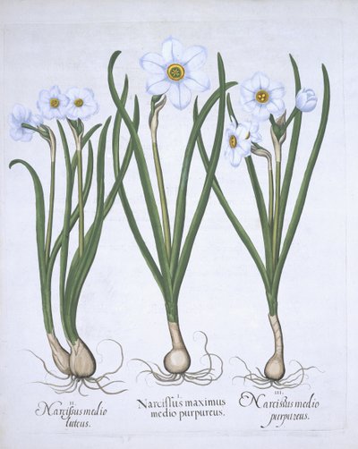 Hortus Eystettensisのバジルベスラー（1561-1629）パブによる3つの白いナルシシ。 1613（手描きの彫刻） 作： German School