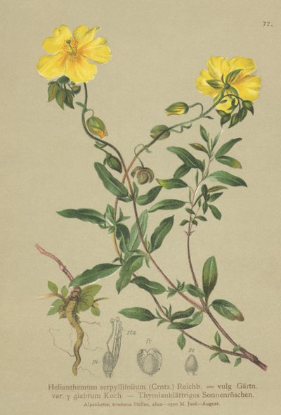 タイムリーブロックローズ（Helianthemum grandiflorum、Helianthemum serpyllifolium、Helianthemum vulgaris） 作： German School