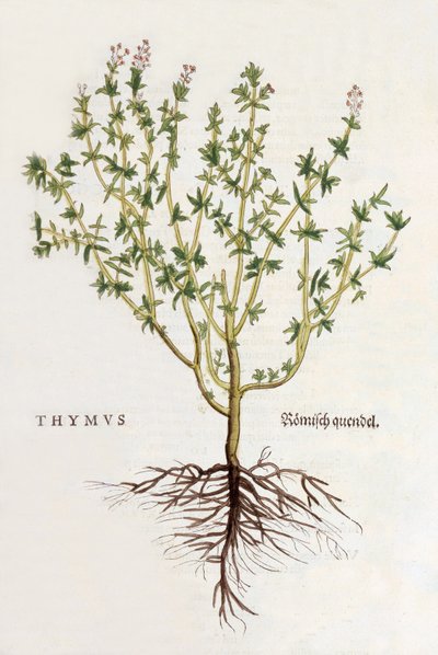 胸腺[タイム]、レオンハルトフックスによるデヒストリアstirpium commentariiの記章のイラスト、1542年（色付きの木版画）で公開 作： German School
