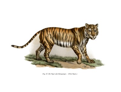 タイガー、1860 作： German School