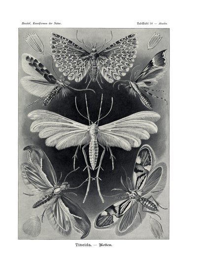 ティネイダ、1899-1904 作： German School