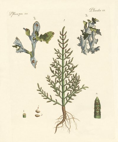 貿易と薬用植物 作： German School