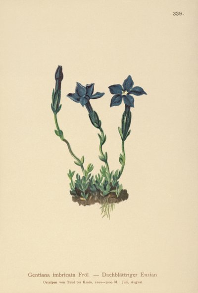 Triglav Gentian（Gentiana terglouensis、Gentiana imbricata） 作： German School