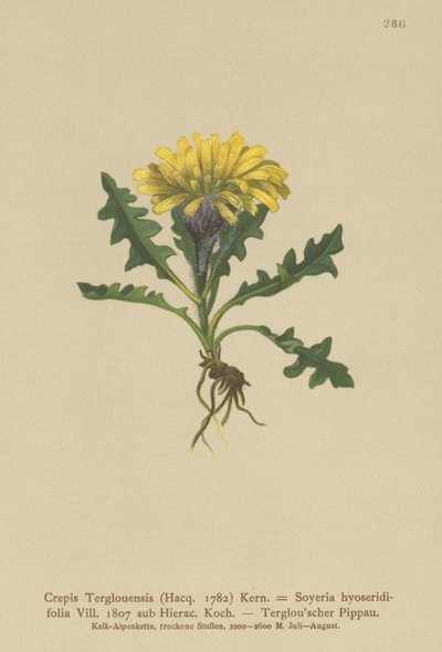 Triglav Hawksbeard（Crepis Terglouensis、Soyeria hyoseridifolia sub Hierac。） 作： German School