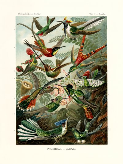 Trochilidae、1899-1904 作： German School