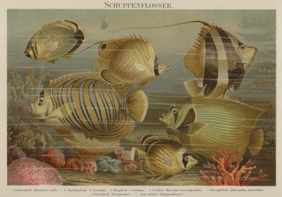 熱帯の海の魚 作： German School