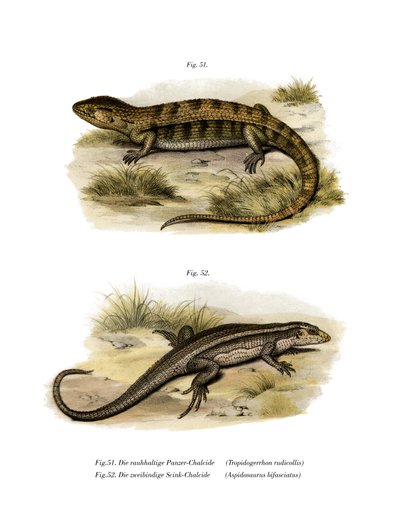 Tropidogerrhon rudicollis（カラーリトグラフ 作： German School