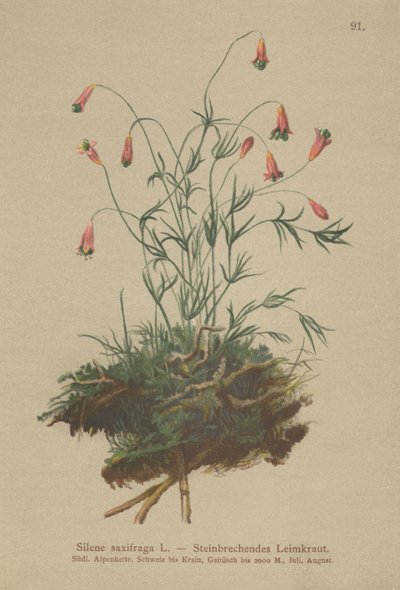 キンクロハジロ（Silene saxifraga） 作： German School