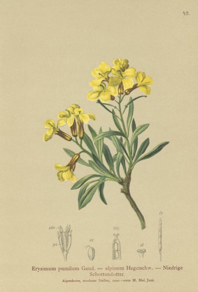 房状のウォールフラワー（Erysimum pumilum、Erysimum alpinum） 作： German School