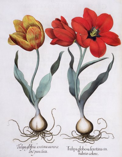チューリップ：1.Tulipa globosa serotina cinnabrio color; 2.Tulipa globosa serotina aureo color punctata、Basil Besler（1561-1629）によるHortus Eystettensis、pub。 1613 作： German School