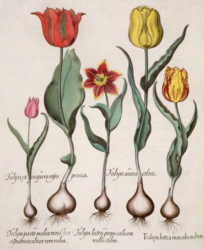チューリップ：1.Tulipaの黄色と赤の斑点。 2.トゥリパゴールド; 3.赤の根元近くのトゥリパ黄色カップ; 4.Tulipaはグリーンの真ん中の部分に署名し、他の部分は赤で署名します。 5.Tulipa exパープルピンクピーチ 作： German School