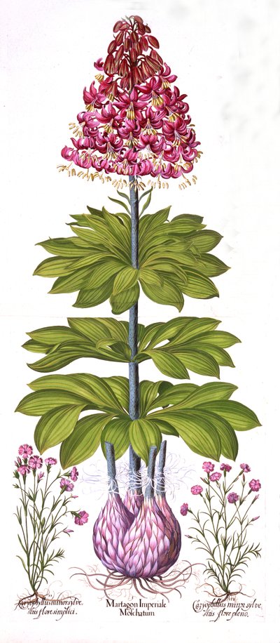 Hortus EystettensisのTurks Cap Lily and Dianthus、バジルベスラー（1561-1629）、パブ。 1613（手描きの彫刻） 作： German School