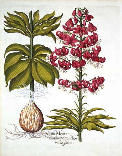 Hortus Eystettensis出身のTurks Cap Lily、バジルベスラー（1561-1629）、パブ。 1613（手描きの彫刻） 作： German School