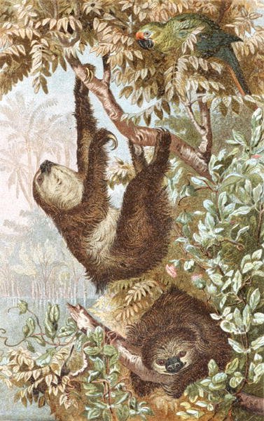 Brehms Tierleben "のプレート、"Two-Toed Sloth"。Allgemeine Kunde des Tierreichs", vol.2, p.646 (Bibliographis Institut) 作： German School
