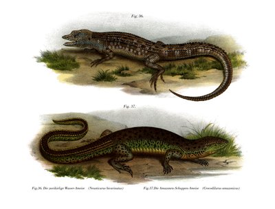 二面性のあるNeusticurus（カラーリトグラフ 作： German School