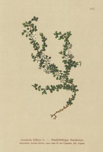 2フラワーサンドワート（Arenaria biflora） 作： German School