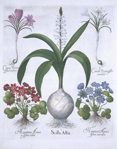 バジルベスラー（1561-1629）のパブによるHortus Eystettensisの2つのクロッカス、2つの肝と1つのシラ。 1613（手描きの彫刻） 作： German School