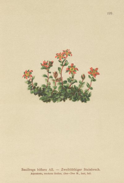 2つの開花サキシフラゲ（Saxifraga biflora） 作： German School