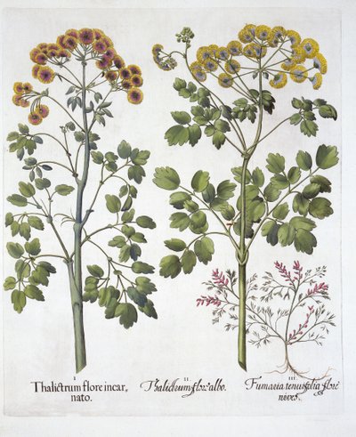 Hortus EystettensisのBasil Besler（1561-1629）の2種類の牧草地RueとFumewort、パブ。 1613（手描きの彫刻） 作： German School
