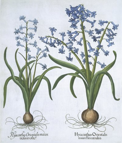 Hortus Eystettensisからの2つの青いヒヤシンス、Basil Besler（1561-1629）pub。 1613（手描きの彫刻） 作： German School