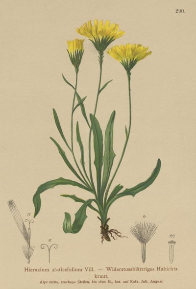 アンブレラミルクウォート（Hieracium staticefolium、Hieracium staticifolium、Tolpis staticifolia、Chlorocrepis staticifolium、Chlorocrepis staticifolia） 作： German School