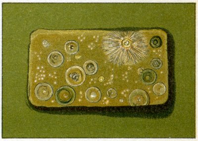 飲料水中の不健康なバクテリアのレベル、c.1890（カラークロモリソグラフ） 作： German School